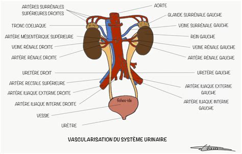 méat urinaire homme photo|Le meat urinaire : tout ce quil faut savoir et comment le trouver